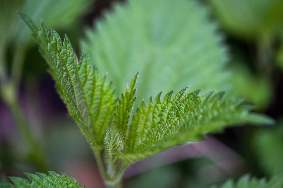 Brennnessel (Urtica dioica) mit charakteristischen gezähnten Blättern