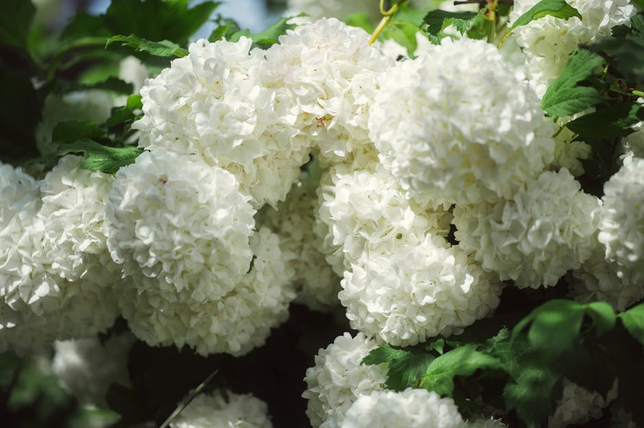 Holunderstrauch (Sambucus nigra) mit weißen Blütendolden im Sommer