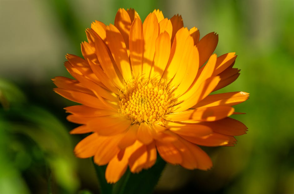 Ringelblume (Calendula officinalis) mit leuchtend orangefarbenen Blüten