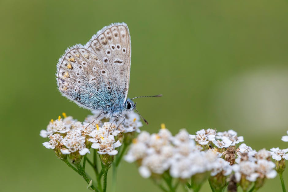 Schafgarbe (Achillea millefolium) mit weißen Doldenblüten auf einer Wiese